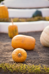 Autumn background with pumpkins. Decoration for the halloween party
