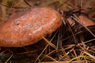 mushroom oiler