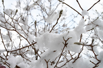 Fototapeta na wymiar branches neige