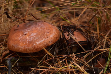 mushroom oiler