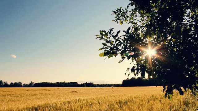 Nature Background. Beautiful Sun Shine Through The Blowing On Wind Tree Green Leaves In A Wheat Field. Blurred Abstract Bokeh With Sun Flare.