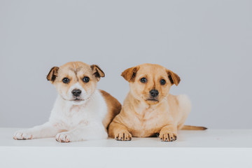 Small puppies resting in a bed in the studio.