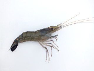Shrimp,freshwater prawn,(Macrobrachium rosenbergii,dacqueti ) on white background.