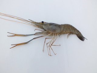 Shrimp,freshwater prawn,(Macrobrachium rosenbergii,dacqueti ) on white background.