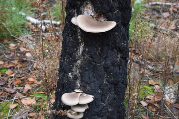 mushrooms on a tree