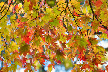紅葉