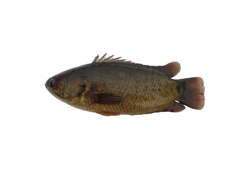 Climbing perch fish or Climbing gourami fish, Anabas testudineus (Anabantidae),Freshwater fish species isolated on white background