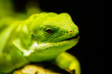 green lizard portrait