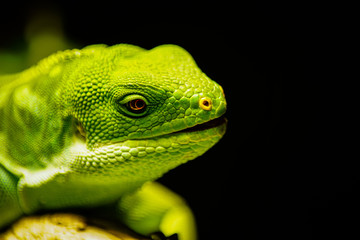 green lizard portrait