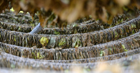tobacco leaves drying at the shed in macedonia