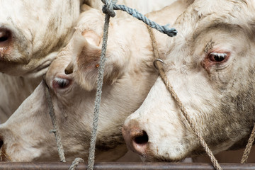 des vaches attachées par la tête souffrent
