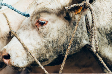 des vaches attachées par la tête souffrent