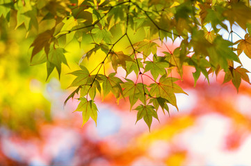 紅葉