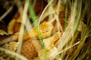 portrait of a snake