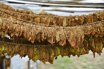 tobacco leaves drying at the shed in macedonia