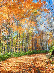 北海道の紅葉風景 滝野すずらん丘陵公園 ハウチワトンネル 落ち葉ジュータン