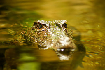 crocodile caiman eyes