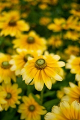 yellow flowers in the garden