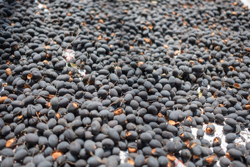 Dialium indum linn in LEGUMINOSAE Dry and fresh , Peeled and dried in the sun to dry and then processed at Pattani, Thailand