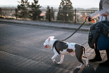 People jogging with dog in the autumn sunset park