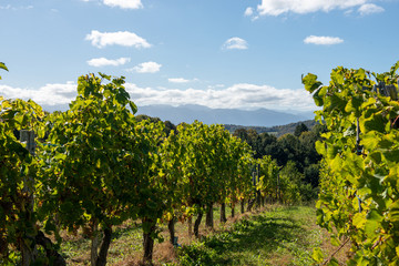 Fototapeta na wymiar Vineyard of the Jurancon wine in the French Pyrenees
