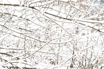 Branches of trees covered with snow in winter forest. Natural background