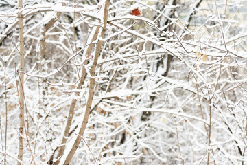 Branches of trees covered with snow in winter forest. Natural background