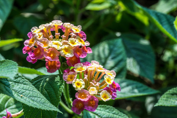 Lantana camara multi color with green leaves in the garden botanic
