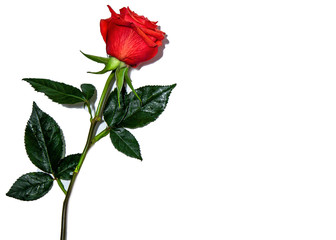 Beautiful red rose isolated on white background