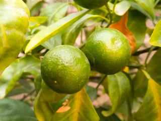 A picture of fresh lemons