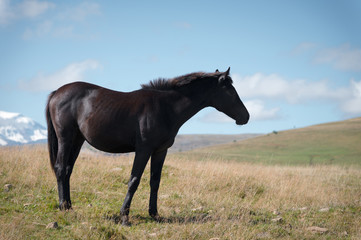 Fototapeta premium A wildly grazing black horse on an alpine pasture of the North Caucasus. Farm Mining Concept