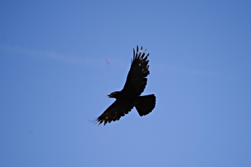 Corbeau