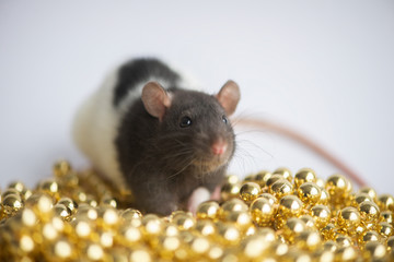 New Year concept. Cute white domestic rat in a New Year's decor. Symbol of the year 2020 is a rat