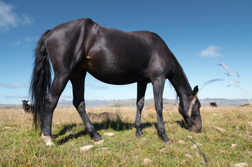 Fototapeta na wymiar A wildly grazing black horse on an alpine pasture of the North Caucasus. Farm Mining Concept