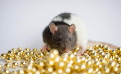 New Year concept. Cute white domestic rat in a New Year's decor. Symbol of the year 2020 is a rat