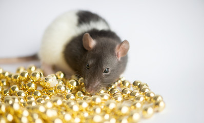 New Year concept. Cute white domestic rat in a New Year's decor. Symbol of the year 2020 is a rat
