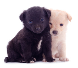 Obraz premium Two little puppies.