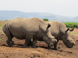 rhinoceros in africa