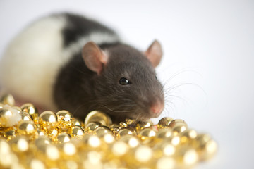 New Year concept. Cute white domestic rat in a New Year's decor. Symbol of the year 2020 is a rat