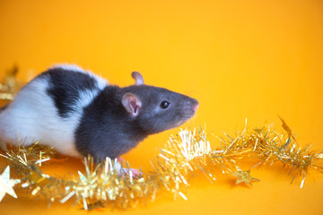 New Year concept. Cute white domestic rat in a New Year's decor. Symbol of the year 2020 is a rat
