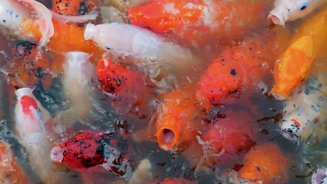 Many colorful goldfish and Koi Carp are swimming in pond. Decorative fish in chinese water garden. People feed the fish.