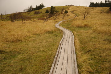 黄色に染まる木道