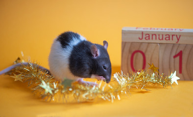 New Year concept. Cute white domestic rat in a New Year's decor. Symbol of the year 2020 is a rat