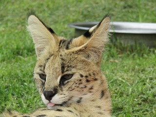 Fototapeta premium serval