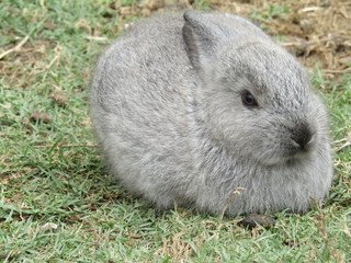 rabbit in the grass