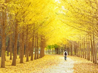 Fototapete Herbstlandschaft von Hokkaido Schöne Reihe von Ginkgobäumen © hiro cafe