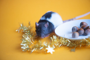 New Year concept. Cute white domestic rat in a New Year's decor. Symbol of the year 2020 is a rat