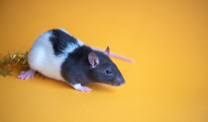 New Year concept. Cute white domestic rat in a New Year's decor. Symbol of the year 2020 is a rat