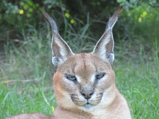 portrait of a lynx