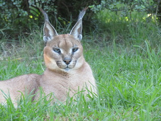 lynx in the grass